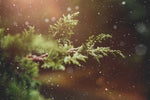 Winter Hideaway