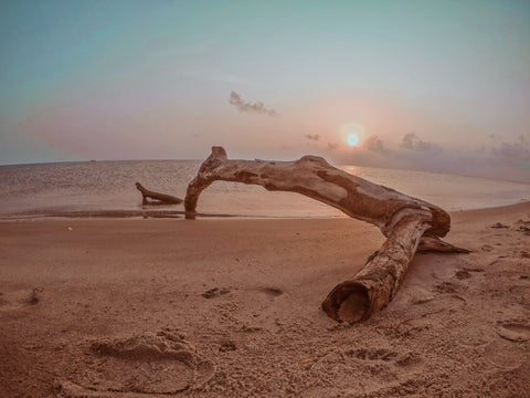 Driftwood