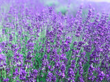 lavender essential oil soy candle
